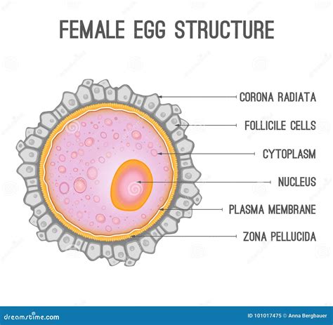 Egg cell